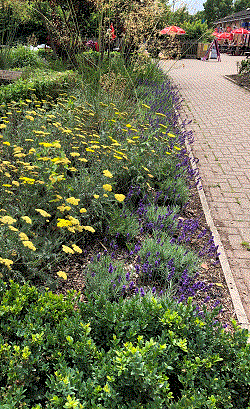 Lavender Border